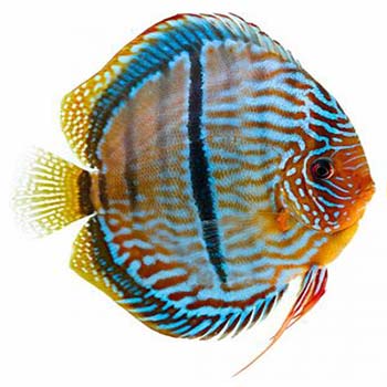 Heckel Cross Discus