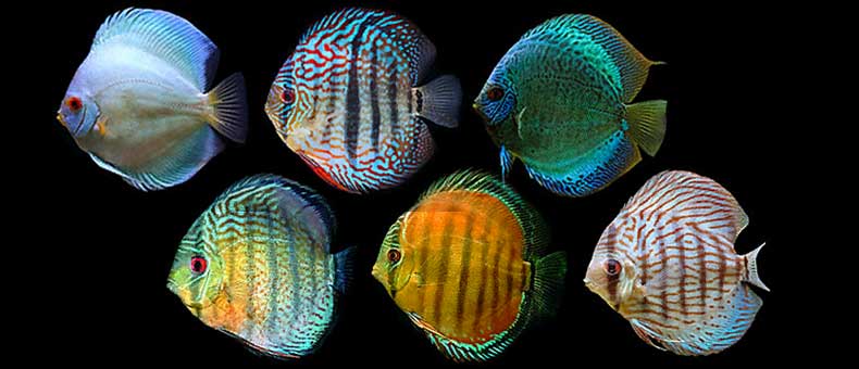 How Many Types Of Discus Fish Are There?