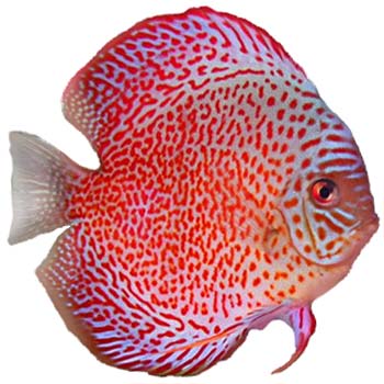 Leopard-Skin Discus