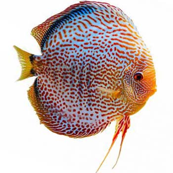 Leopard Snakeskin Discus