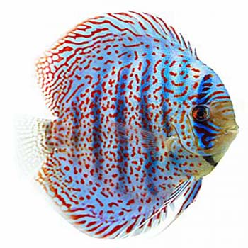 Leopard Spotted Discus