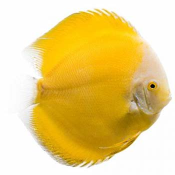 Millennium Golden Discus