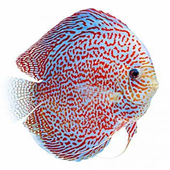 Mosaik Leopard Discus