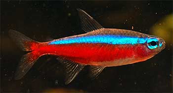 Neon Tetra