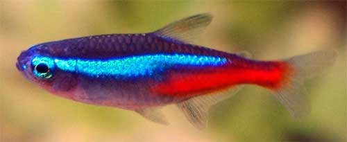 Neon Tetras and discus