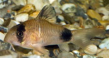 Panda Cory