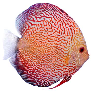 Pigeon Snakeskin Discus