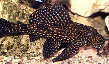 Pleco (Small L-Numbers)