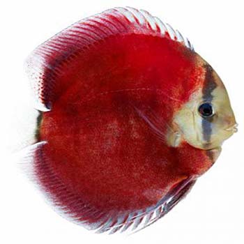 Red Cover Discus