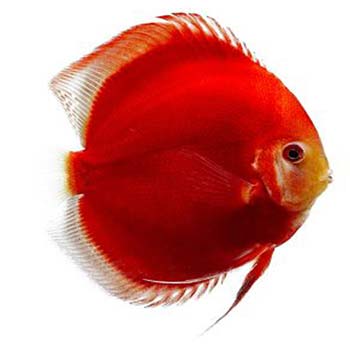 Red Diamond Discus