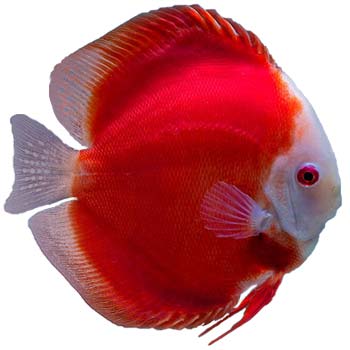 Red Melon Discus