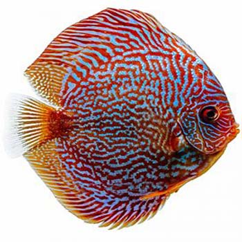 Red Snakeskin Discus