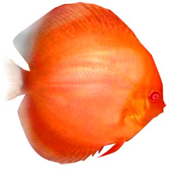 Red Sun Discus