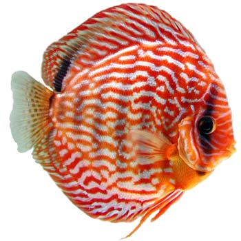 Red Turquoise discus