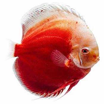 Red Valentine Discus