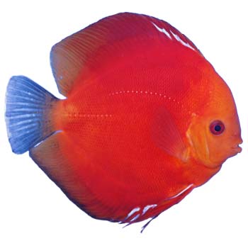 RedMarlboro discus