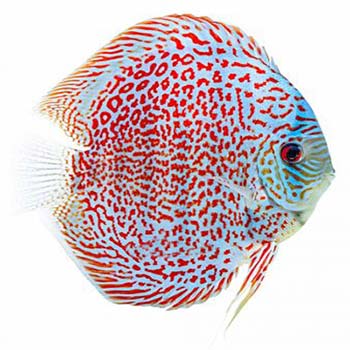 Ring Leopard Discus