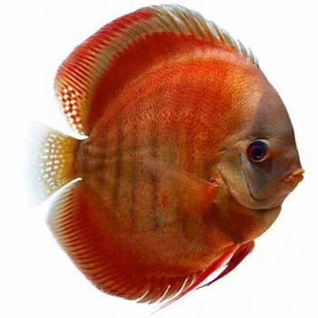 Rose-Red-Discus