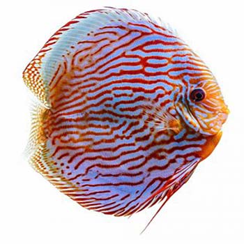 Rot Turkish Discus