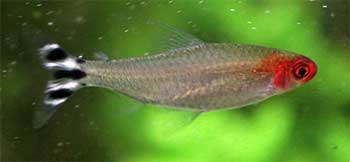 Rummynose Tetra