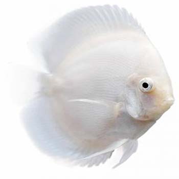 Snow White Discus