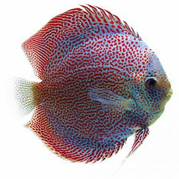 Spider Leopard Discus