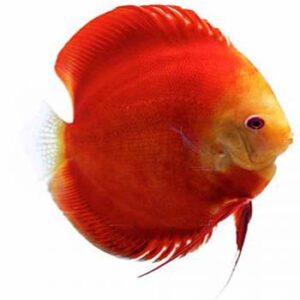 54 Discus Full-Color List – What Colors Do Discus Fish Come In ...