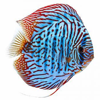 Tiger Turkish Discus