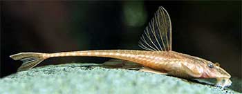 Twig Catfish (Sturisoma Panamense)