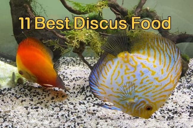 What Is The Best Food For Discus