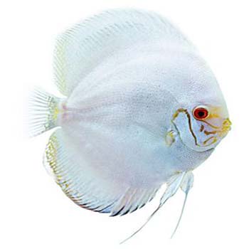 White Butterfly Discus