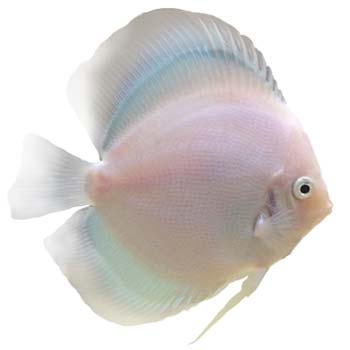 White Diamond Discus