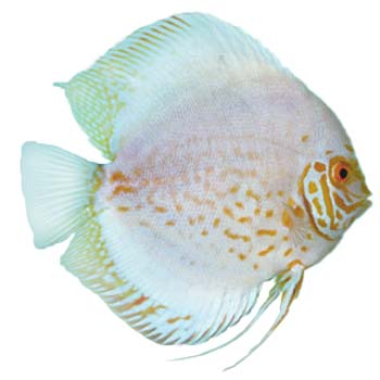 White-Dragon-Discus