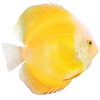 Yellow White Discus