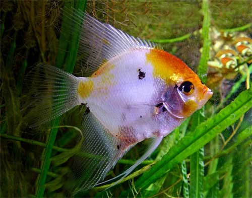 Discus Tank Mates 101 Guide – Beginners Common Questions – Discus Rescue