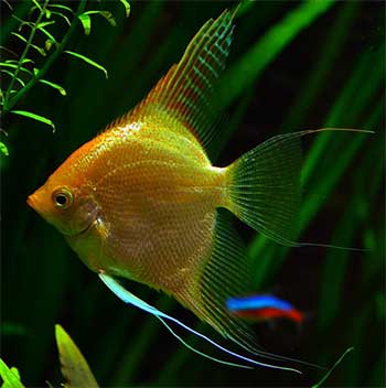 angelfish