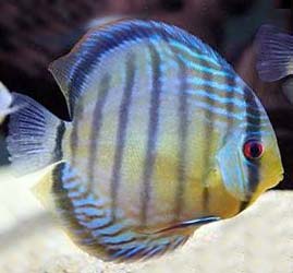 Blue Discus