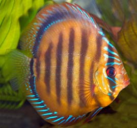 brown-discus