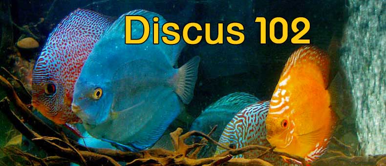 discus-102-common-questions-guide-for-beginners-2