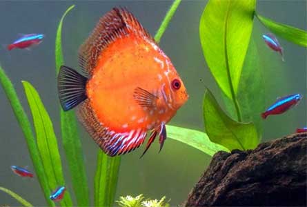 discus-fish-and-neon-tetras