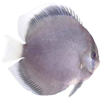 Ghost Discus