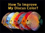improve discus colors