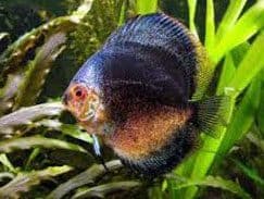 marble-discus-fish