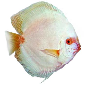 white-scorpion-discus