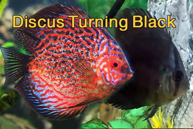 black discus fish