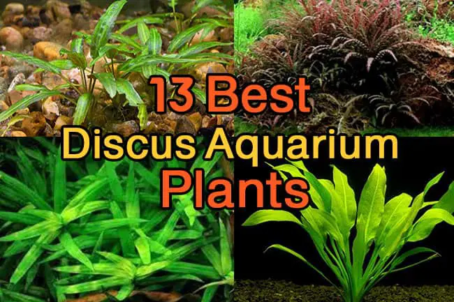 13 Best Discus Aquarium Plants