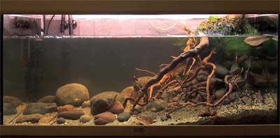 Biotope Style Aquarium Design Idea