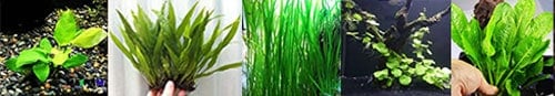 Discus-tank-plants