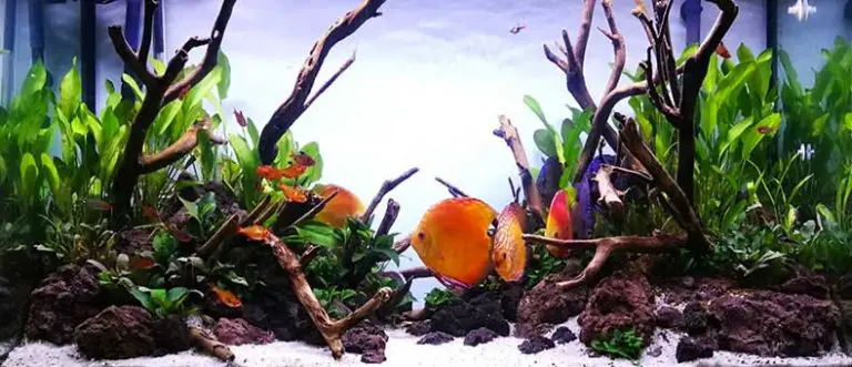 17 Steps Complete Guide – How Do You Set Up A Discus Aquarium – Discus ...