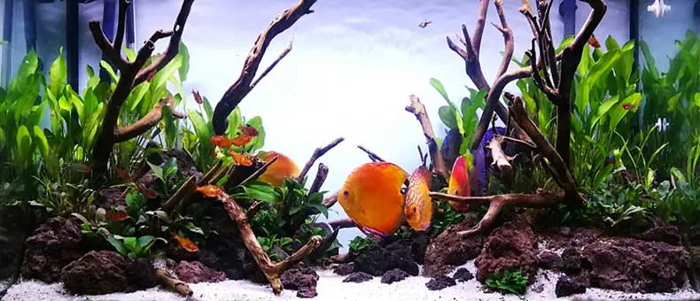 How Do You Set Up A Discus Aquarium - A Step By Step Guide